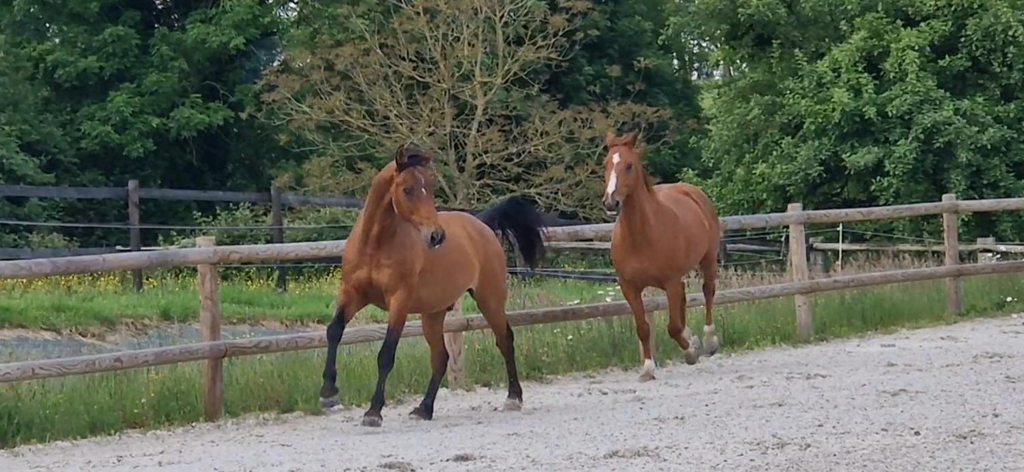 Relais Equestre Du Miloir - Chambres D'Hotes Saint-Desir Bagian luar foto