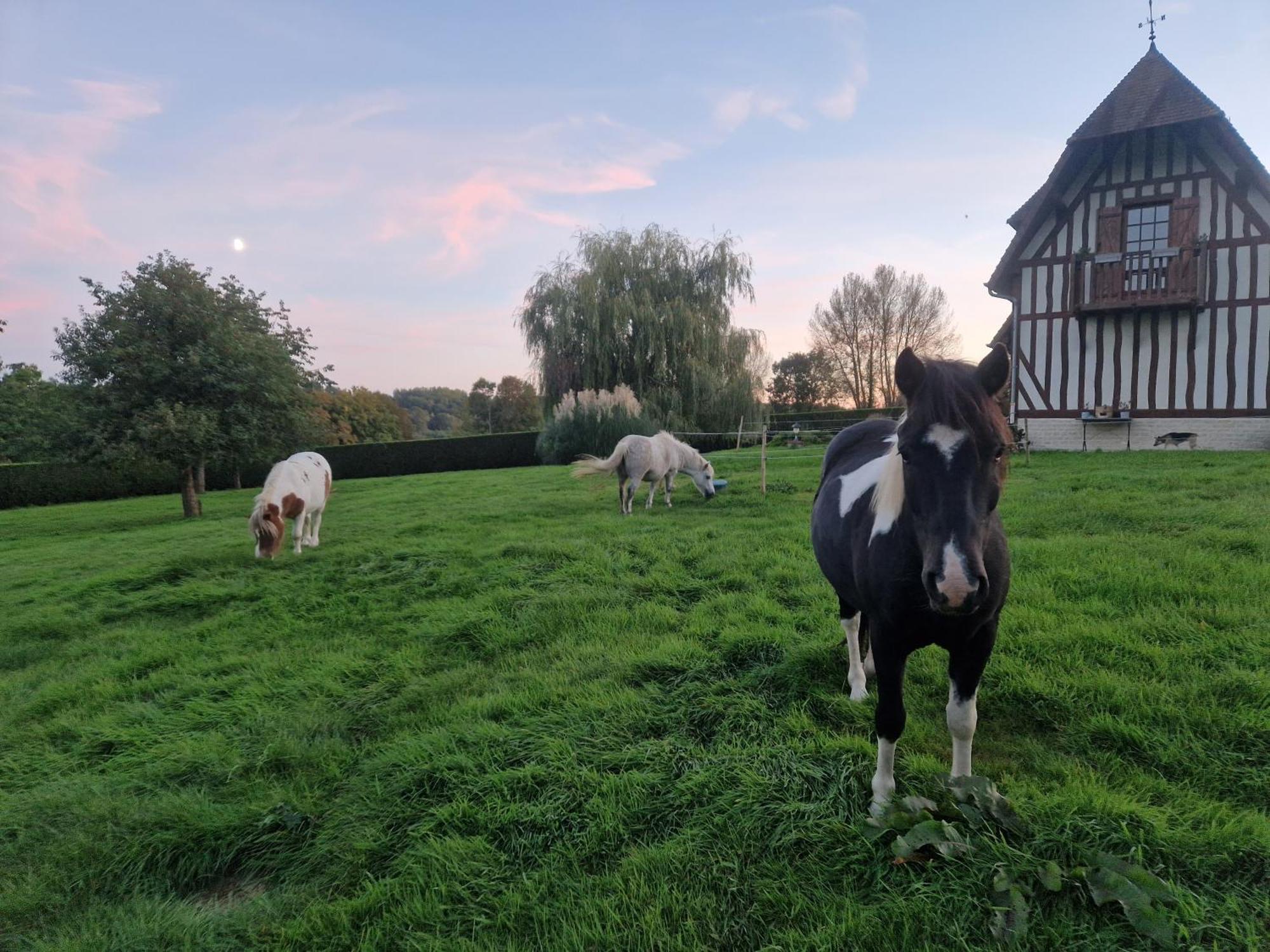 Relais Equestre Du Miloir - Chambres D'Hotes Saint-Desir Bagian luar foto