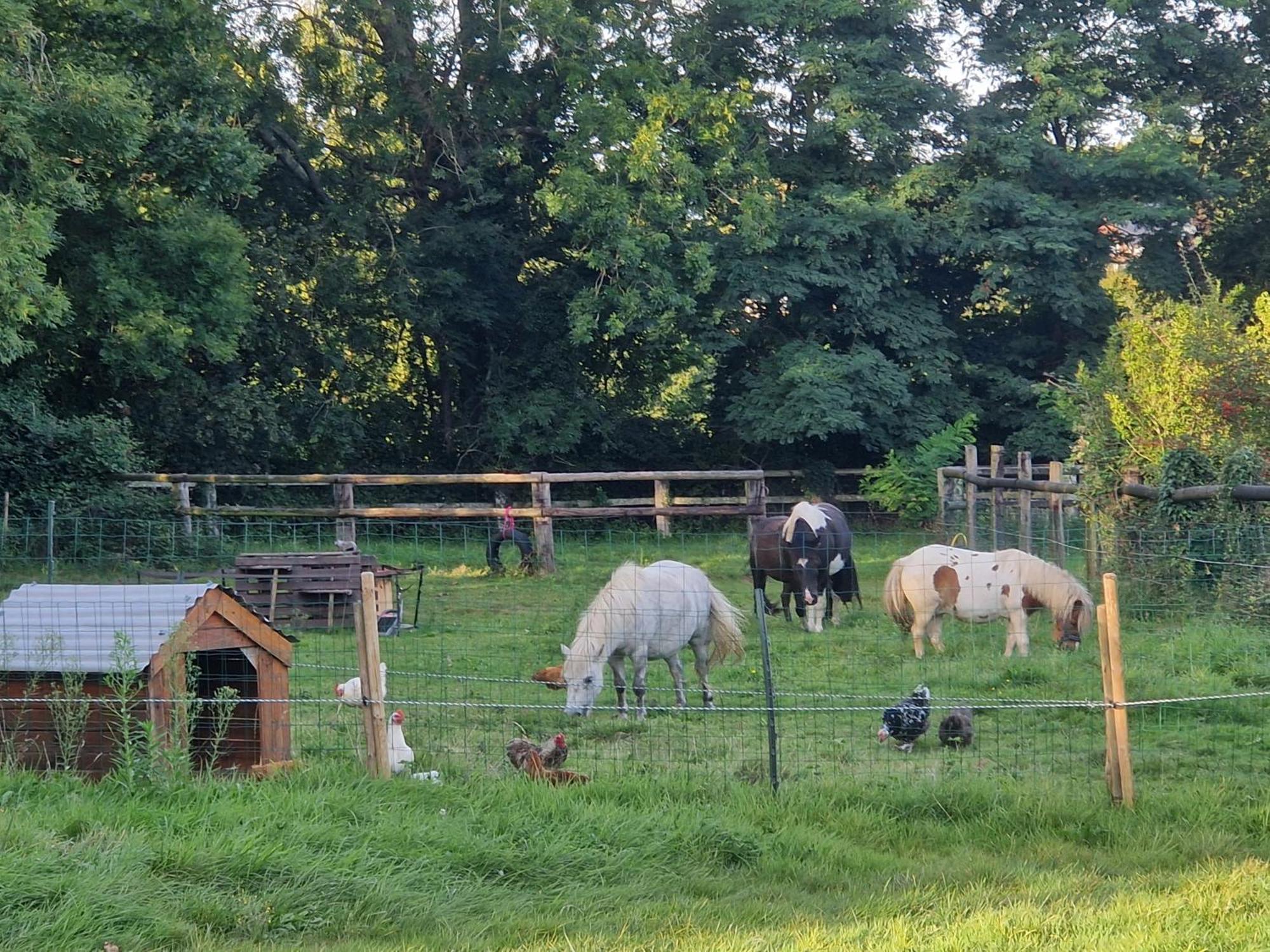 Relais Equestre Du Miloir - Chambres D'Hotes Saint-Desir Bagian luar foto