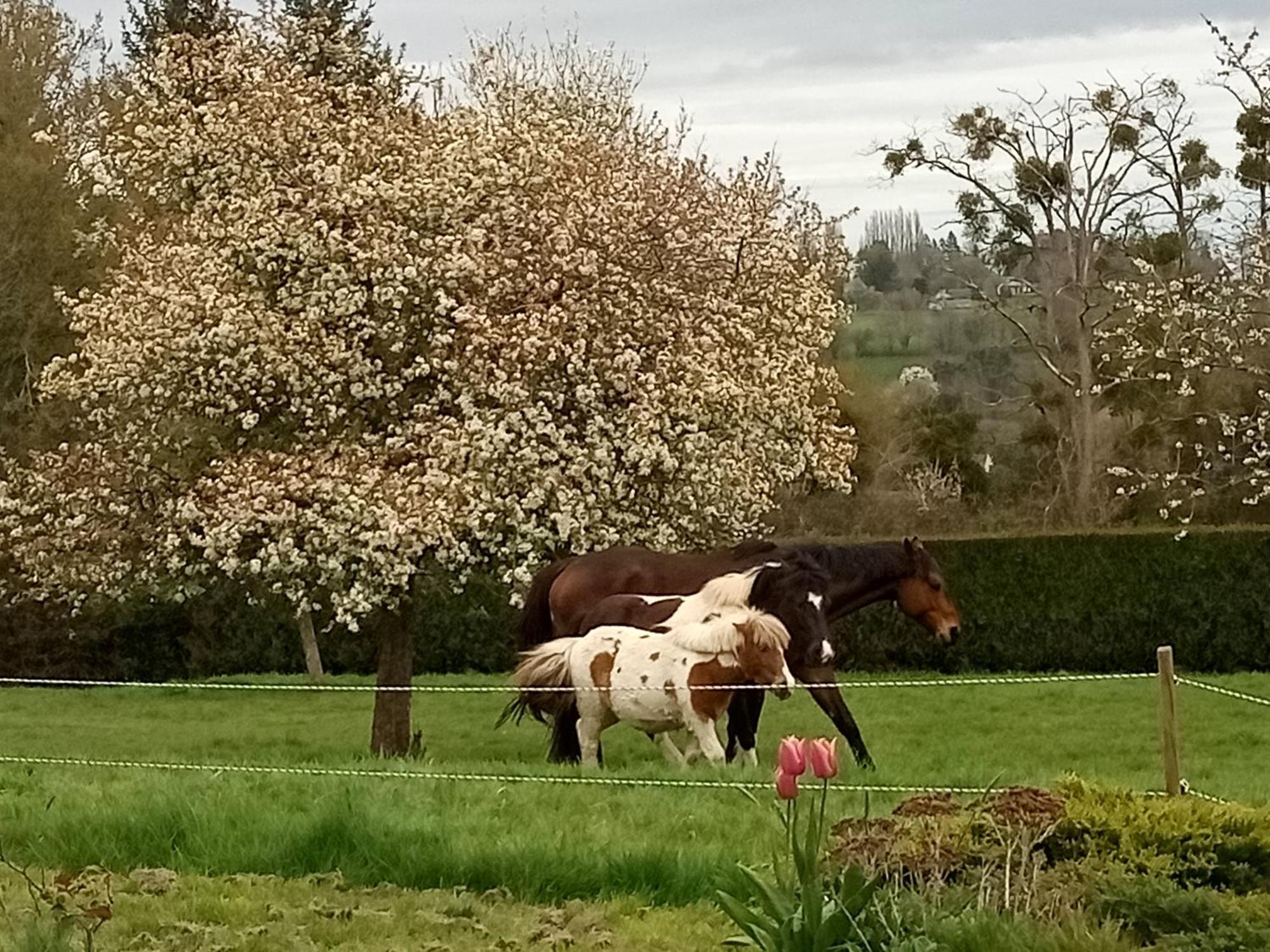 Relais Equestre Du Miloir - Chambres D'Hotes Saint-Desir Bagian luar foto
