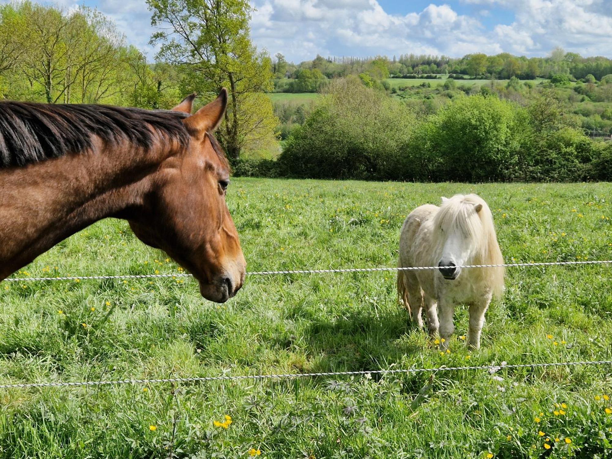 Relais Equestre Du Miloir - Chambres D'Hotes Saint-Desir Bagian luar foto